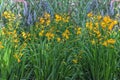 Crocosmia George Davidson. Autumn flowers for gardens, parks, terraces