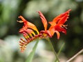 Crocosmia 'Lucifer' Royalty Free Stock Photo