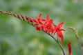 Crocosmia 'Lucifer' Royalty Free Stock Photo