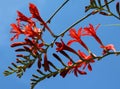 Crocosmia `Lucifer`