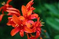 Crocosmia Lucifer | Montbretia flower (Crocosmia x crocosmiiflora) up close with raindrops on its petals