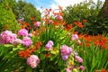 Crocosmia 'Lucifer' and pink hydrangeas Royalty Free Stock Photo