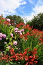 Crocosmia 'Lucifer' and pink hydrangeas Royalty Free Stock Photo