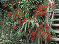 Crocosmia Lucifer plant flowering in summer UK