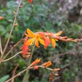 The crocosmia madisoniorum flowers in the garden