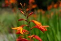 Crocosmia masoniorum is a phanerogam species of the genus Crocosmia, belonging to the Iridaceae family.