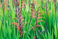 Crocosmia montbretia, Coppertips, or Falling Stars