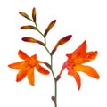 Crocosmia (Montbretia) Flowers on White Background