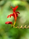 Crocosmia is a small genus of flowering plants