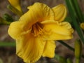 Crocosmia variety `Star of the East`.