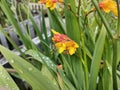Crocosmia x crocosmiiflora 'Jackanapes' Royalty Free Stock Photo