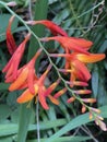 Crocosmia