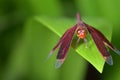 Red scarlet dragonfly resting on a green leaf Royalty Free Stock Photo