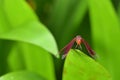 Red scarlet dragonfly resting on a green leaf Royalty Free Stock Photo