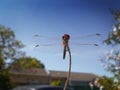 Crocothemis sanguinolenta Royalty Free Stock Photo