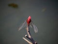 Crocothemis servilia mariannae skimmer dragonfly 7