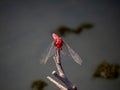 Crocothemis servilia mariannae skimmer dragonfly 13