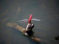 Crocothemis servilia mariannae skimmer dragonfly perched 2