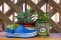 Crocs shoe, golden syrup tin and pot for succulent plants on shelf in eco garden