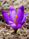 Crocus