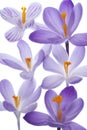 Crocus Royalty Free Stock Photo