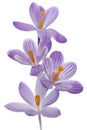 Crocus Royalty Free Stock Photo