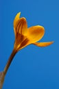 Crocus Royalty Free Stock Photo