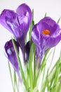 Crocus