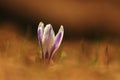 Crocus albiflorus. Free nature. Wild nature of Czech.