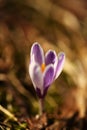 Crocus albiflorus. Free nature. Wild nature of Czech.