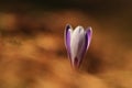 Crocus albiflorus. Free nature. Wild nature of Czech. Royalty Free Stock Photo