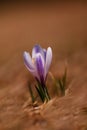 Crocus albiflorus. Free nature. Wild nature of Czech.