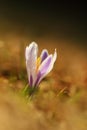 Crocus albiflorus. Free nature. Wild nature of Czech.