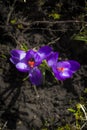 Crocus albiflorus L., springtime Royalty Free Stock Photo