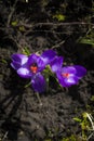 Crocus albiflorus L., springtime