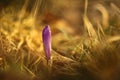 Crocus albiflorus. A rare plant. Free nature of Czech.