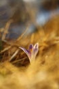 Crocus albiflorus. A rare plant. Free nature of Czech.