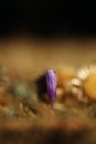 Crocus albiflorus. A rare plant. Free nature of Czech.