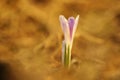 Crocus albiflorus. A rare plant. Free nature of Czech.