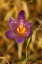 Crocus albiflorus. A rare plant. Free nature of Czech.