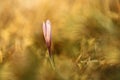 Crocus albiflorus. A rare plant. Free nature of Czech.