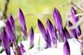 Crocus are attacked by snow