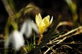 Crocus Royalty Free Stock Photo