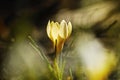 Crocus Royalty Free Stock Photo