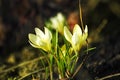 Crocus Royalty Free Stock Photo