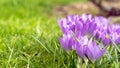 Crocus Royalty Free Stock Photo
