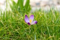 Crocus Royalty Free Stock Photo