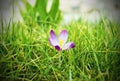 Crocus Royalty Free Stock Photo