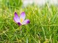 Crocus Royalty Free Stock Photo