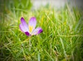 Crocus Royalty Free Stock Photo
